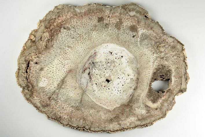 Petrified Tree Fern (Tietea) Round - Brazil #198962